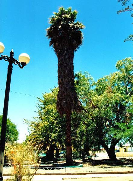 El Salvador Plaza Palm